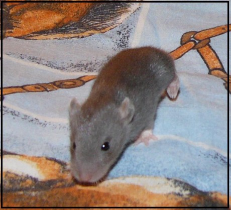 Cikorka 2.JPG